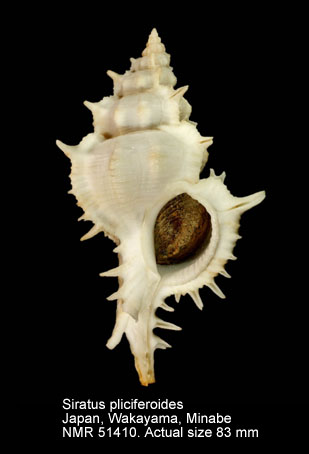 Siratus pliciferoides.jpg - Siratus pliciferoides(Kuroda,1942)